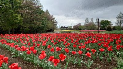 🌸 오미야 꽃의 언덕 농림공원 (오미야 하나노오카 노린코엔)